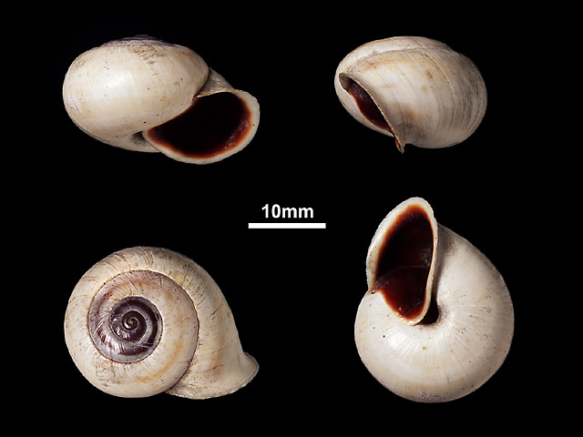 image of Trachia vittata (a)