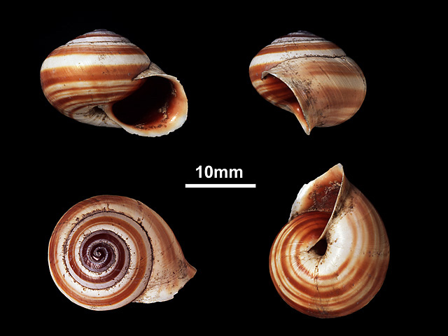 image of Trachia vittata (b)