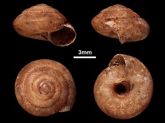 image of Landouria radleyi (b)