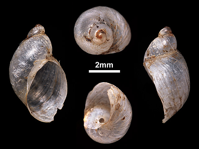 image of Succinea ceylanica (a)