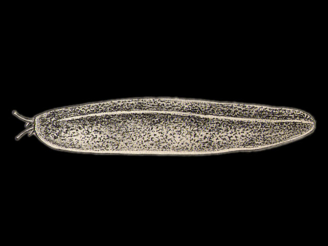 image of Semperula maculata (a)