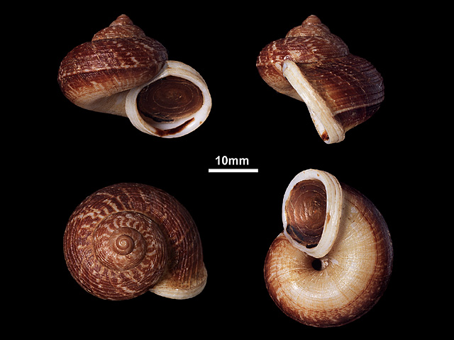 image of Cyclophorus ceylanicus (c)