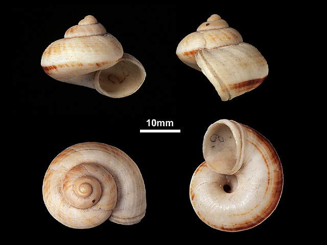 image of Cyclophorus involvulus