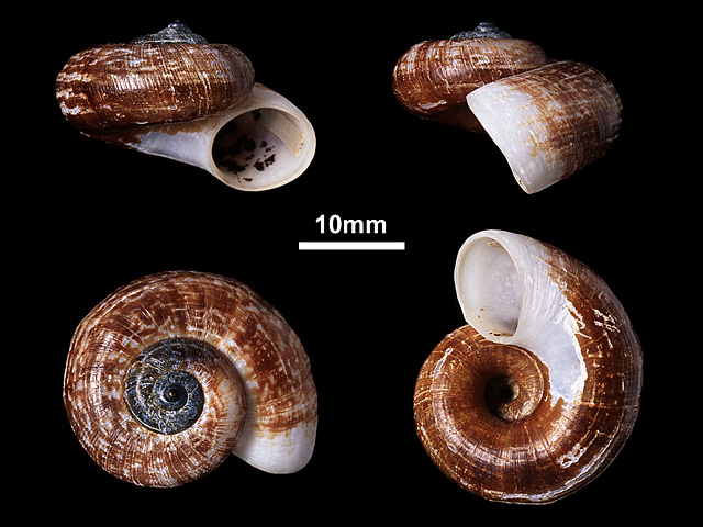image of Aulopoma grande (a)
