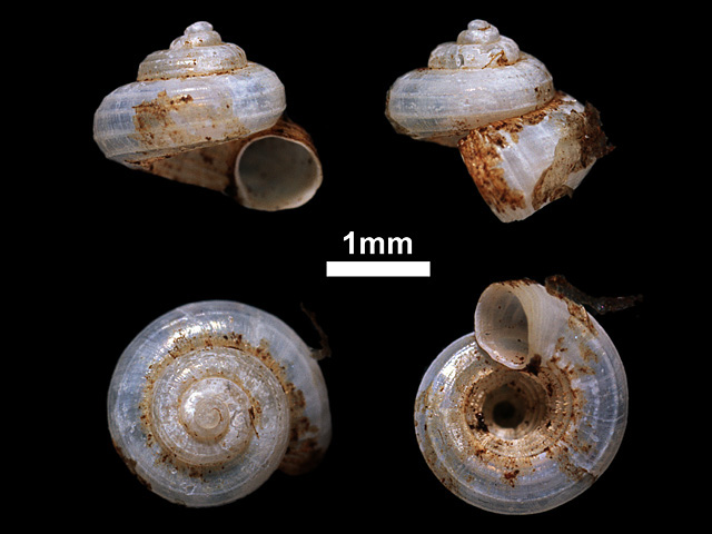 image of Cyathopoma (Cyathopoma) album (c)