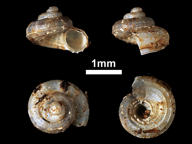 image of Cyathopoma (Cyathopoma) artatum (a)