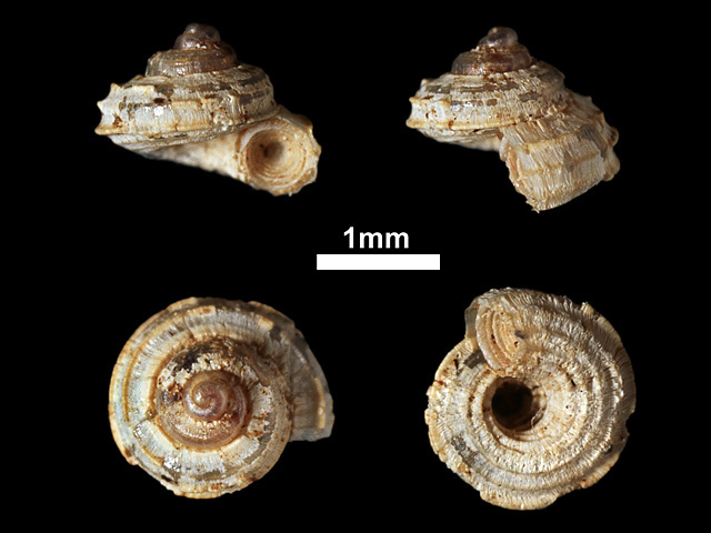 image of Cyathopoma (Cyathopoma) artatum (b)