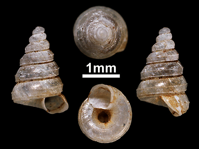 image of Cyathopoma (Jerdonia) conoideum (b)