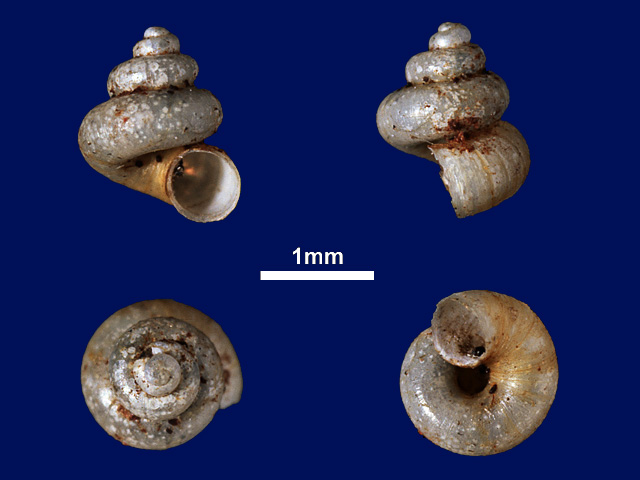 image of Cyathopoma (Jerdonia) innocens