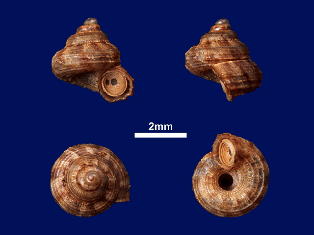 image of Cyathopoma (Cyathopoma) leptomita (a)