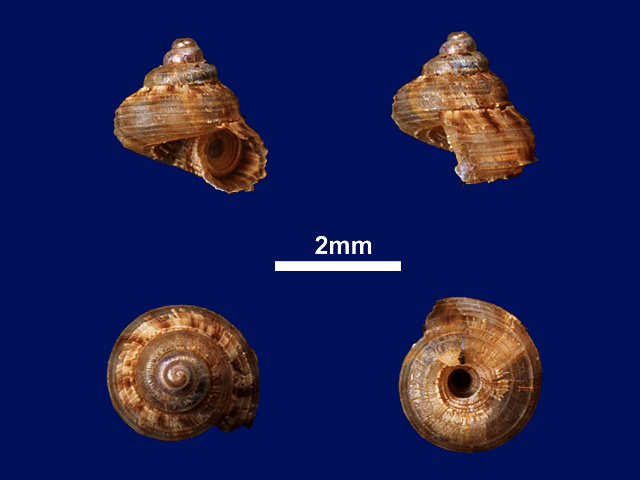 image of Cyathopoma (Cyathopoma) leptomita (b)