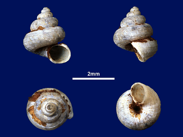image of Cyathopoma (Jerdonia) ogdenianum