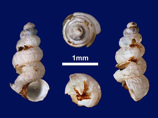 image of Cyathopoma (Jerdonia) perconoideum