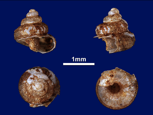 image of Cyathopoma (Cyathopoma) prestoni (a)