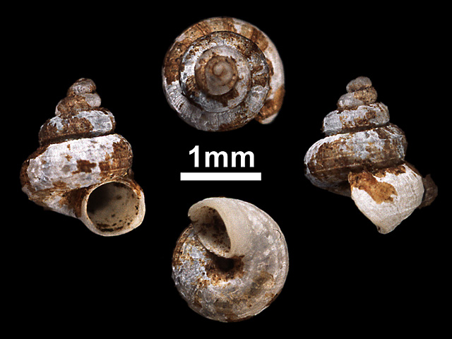 image of Cyathopoma (Cyathopoma) prestoni (b)