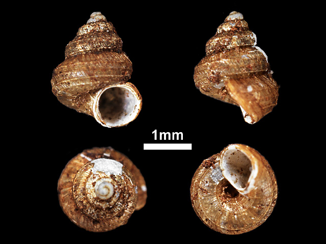 image of Cyathopoma (Cyathopoma) prestoni (c)