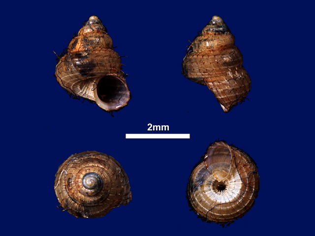 image of Cyathopoma (Jerdonia) serendibense