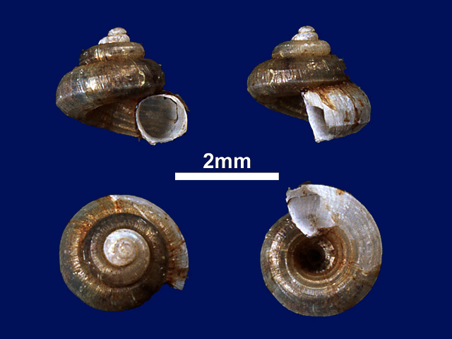 image of Cyathopoma (Jerdonia) turbinatum