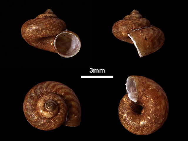 image of Japonia binoyae (a)
