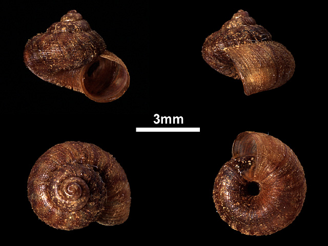 image of Japonia binoyae (b)