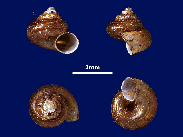 image of Japonia occulta (a)