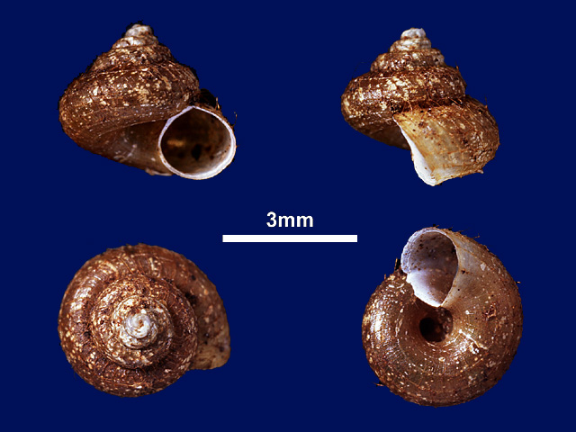image of Japonia occulta (b)