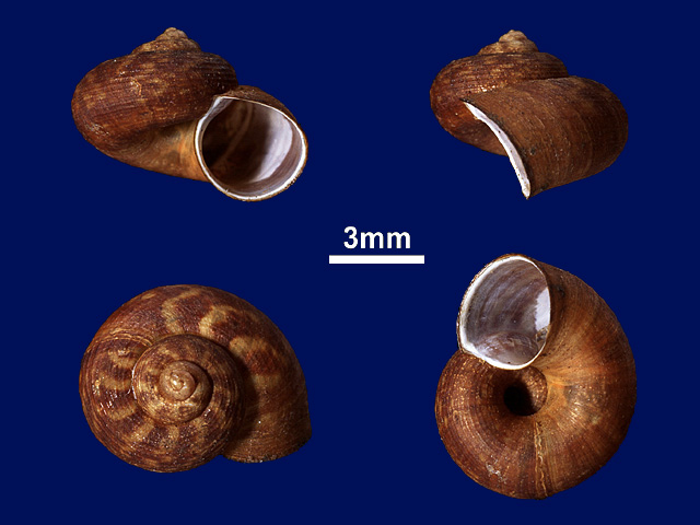 image of Japonia vesca (c)