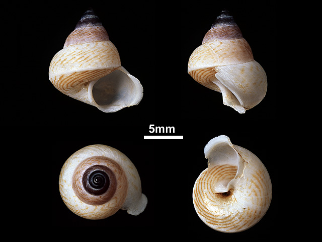 image of Leptopoma elatum (a)