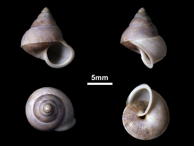image of Leptopoma elatum (b)