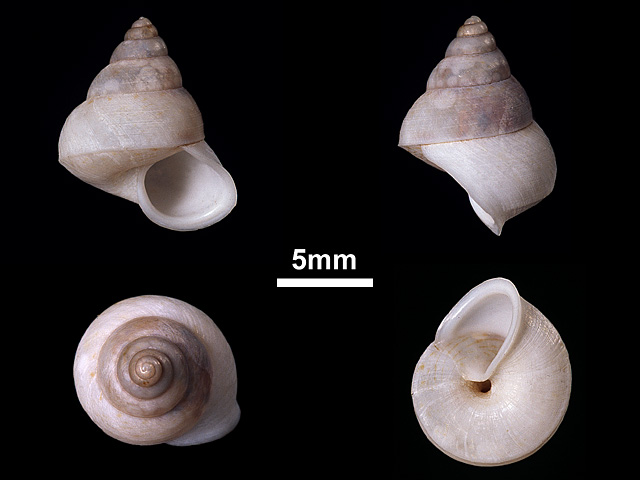 image of Leptopoma elatum (c)