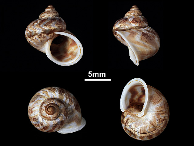 image of Leptopoma semiclausum (a)