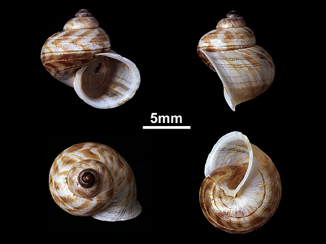 image of Leptopoma semiclausum (b)