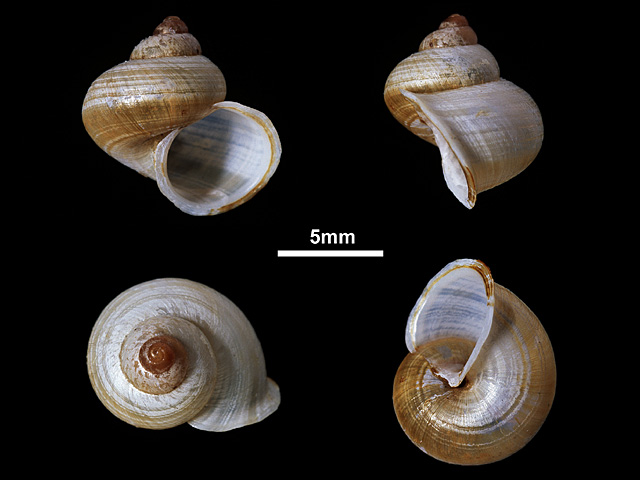 image of Leptopoma semiclausum (c)