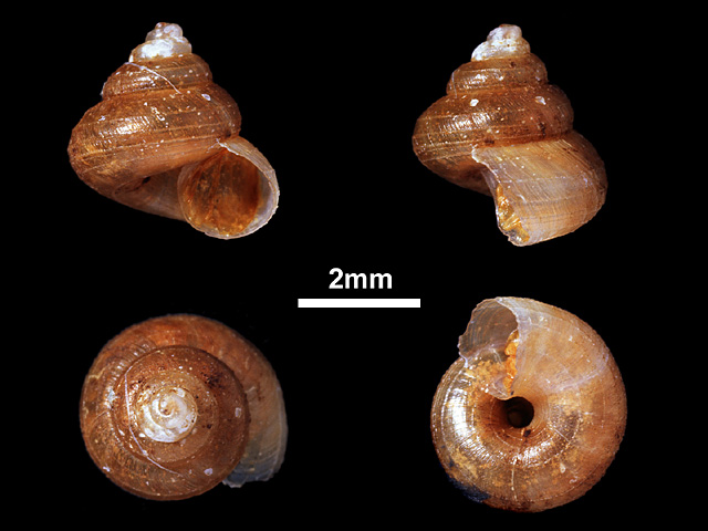 image of Leptopomoides conulus