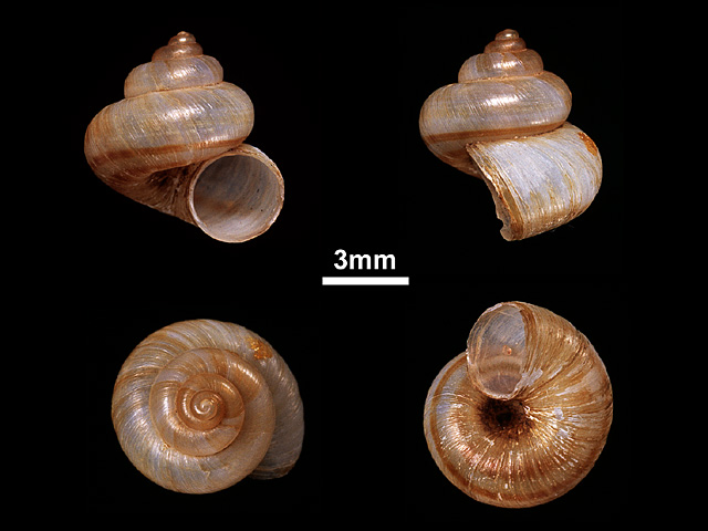 image of Leptopomoides flammeus (b)