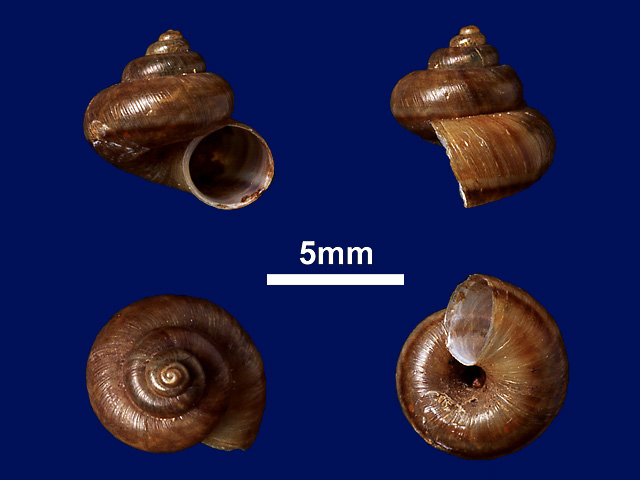 image of Leptopomoides halophilus
