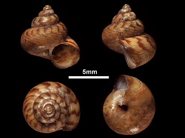 image of Leptopomoides orophilus (a)