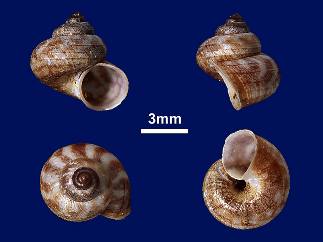 image of Leptopomoides taprobanensis (a)