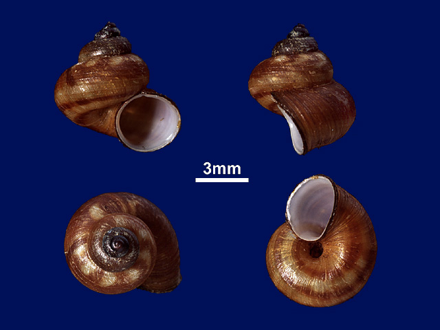 image of Leptopomoides taprobanensis (b)
