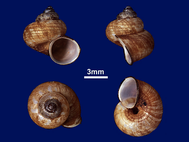 image of Leptopomoides taprobanensis (c)