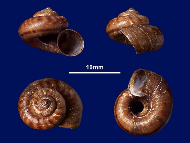 image of Micraulax coeloconus (a)