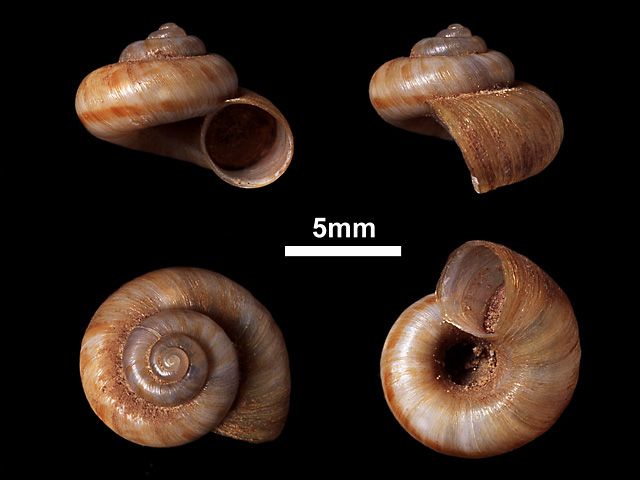 image of Micraulax coeloconus (b)