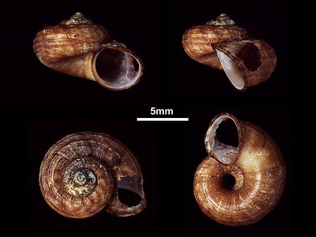 image of Scabrina brounae