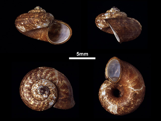 image of Scabrina liratula