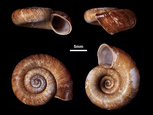 image of Theobaldius annulatus (a)