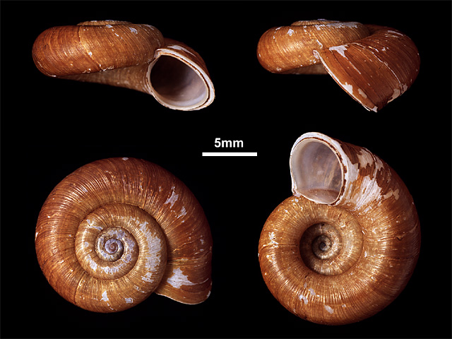 image of Theobaldius annulatus (b)