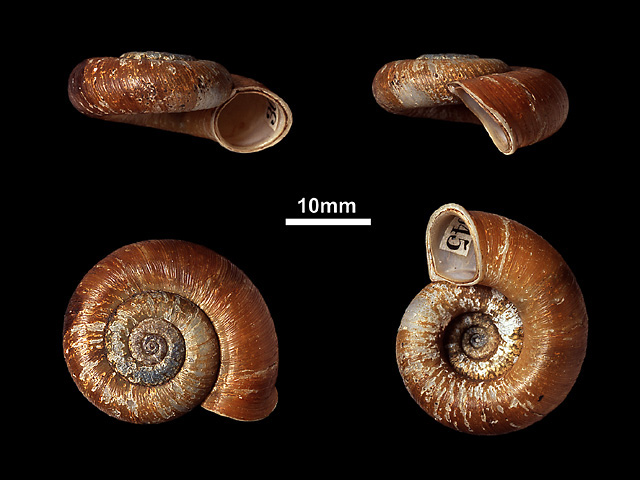 image of T.annulatus var.discus (a)