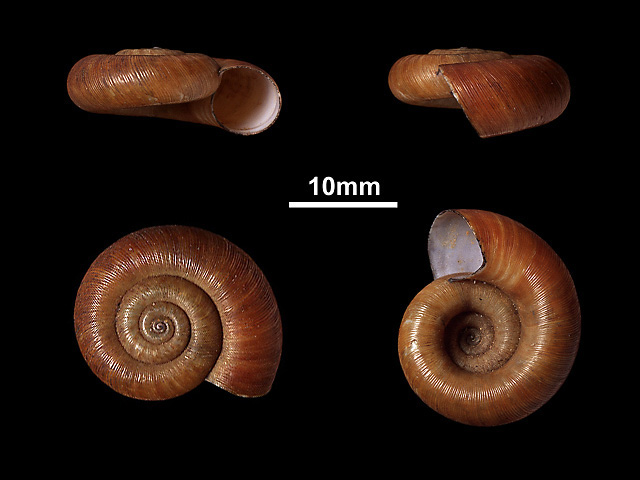 image of T.annulatus var.discus (b)