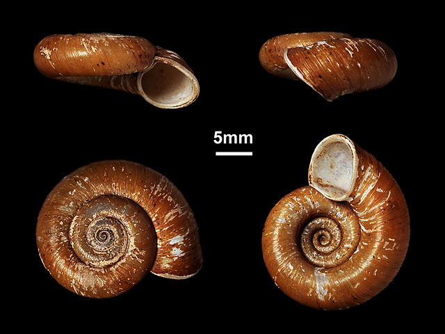 image of Theobaldius cratera (a)
