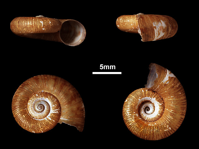image of Theobaldius cratera (b)